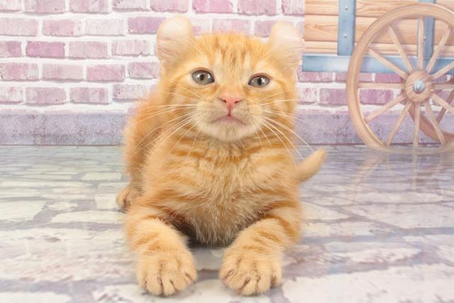 大阪府のアメリカンカール (Coo&RIKU和泉店/2024年2月5日生まれ/男の子/レッドタビー)の子猫