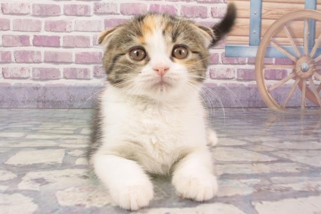滋賀県のスコティッシュフォールド (Coo&RIKUアヤハディオ水口店/2024年2月4日生まれ/女の子/ブラウンパッチドタビーホワイト)の子猫
