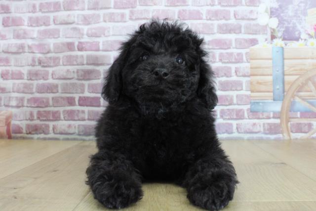 山形県のトイプードル(トイ) (Coo&RIKU山形店/2024年2月2日生まれ/男の子/ブラック)の子犬