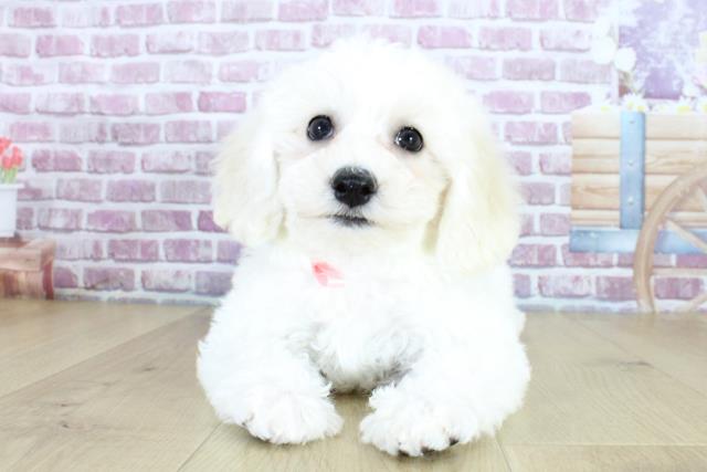 宮城県のビションフリーゼ (Coo&RIKU仙台太白店/2024年2月2日生まれ/女の子/ホワイト)の子犬