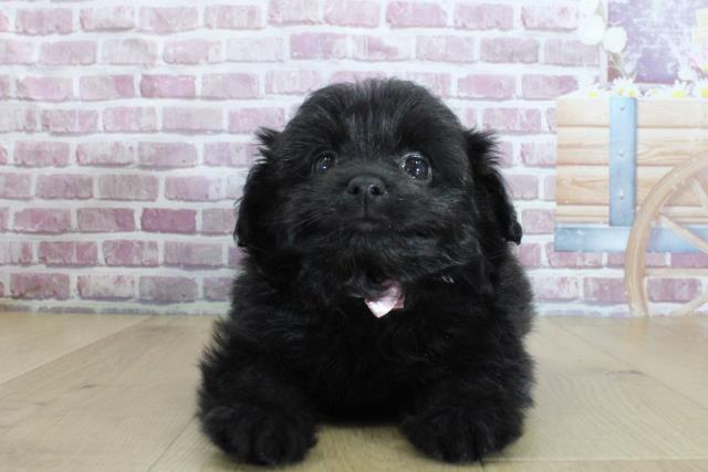 岩手県のポメプー(ポメラニアン×プードル) (Coo&RIKU一関店/2024年2月3日生まれ/女の子/ブラック)の子犬