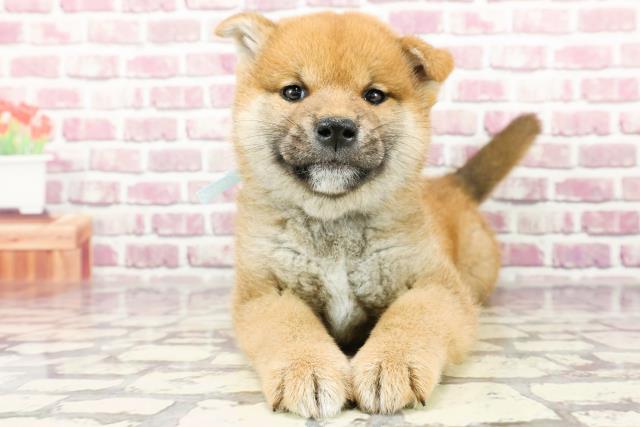 東京都の柴犬(標準サイズ) (Coo&RIKU足立本店/2024年2月2日生まれ/男の子/赤)の子犬