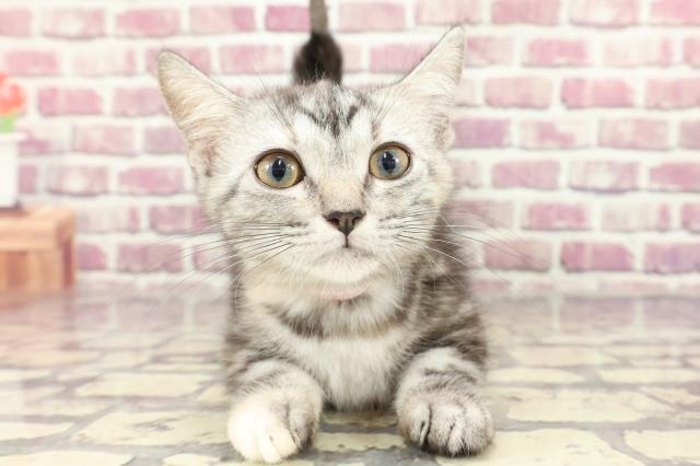 長野県のマンチカン (Coo&RIKU松本店/2023年12月16日生まれ/女の子/シルバーパッチドタビー)の子猫