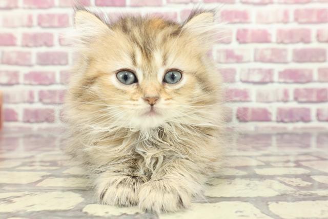 長野県のミヌエット (Coo&RIKU松本店/2024年1月30日生まれ/女の子/ブラウンタビー)の子猫