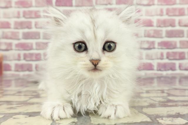 徳島県のマンチカン (Coo&RIKU徳島店/2024年2月5日生まれ/女の子/シルバータビー)の子猫