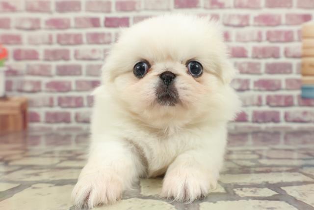 北海道のペキニーズ (Coo&RIKU苫小牧店/2024年2月5日生まれ/女の子/ホワイト)の子犬