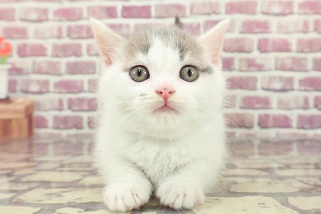 千葉県のマンチカン (Coo&RIKU南柏店/2024年2月4日生まれ/男の子/ブルータビーホワイト)の子猫