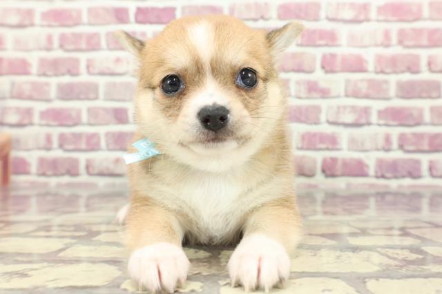 神奈川県のハーフ犬 (Coo&RIKU横須賀店/2024年2月2日生まれ/男の子/赤)の子犬