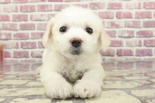 鳥取県のビションフリーゼ (Coo&RIKUラ・ムー鳥取東店/2024年2月6日生まれ/女の子/ホワイト)の子犬