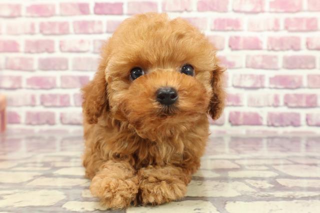 東京都のトイプードル(トイ) (Coo&RIKU東久留米店/2024年2月5日生まれ/男の子/アプリコット)の子犬