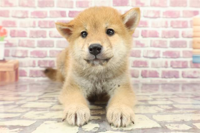 神奈川県の柴犬(標準サイズ) (Coo&RIKU横浜青葉店/2024年2月4日生まれ/男の子/赤)の子犬