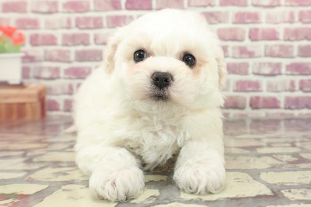 神奈川県のビションフリーゼ (Coo&RIKU平塚店/2024年2月3日生まれ/女の子/ホワイト)の子犬