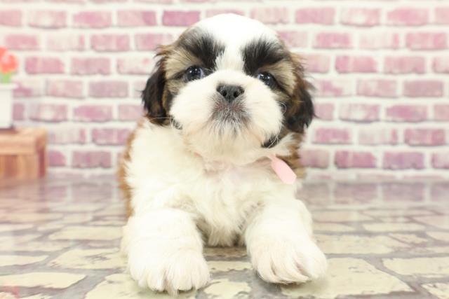 徳島県のシーズー (Coo&RIKU徳島店/2024年2月5日生まれ/女の子/ホワイトゴールド)の子犬