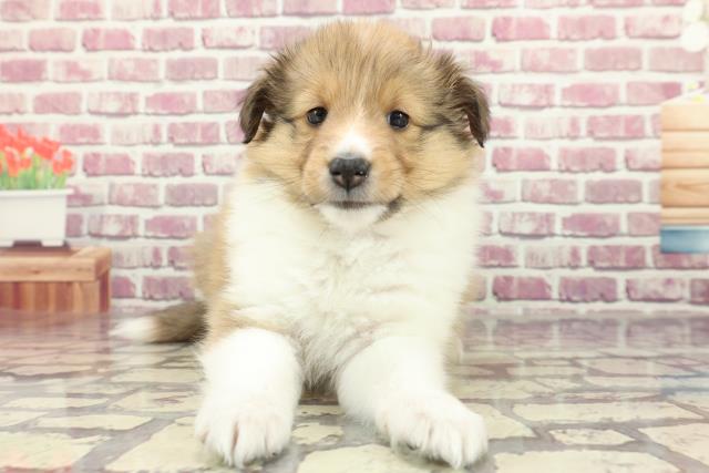 神奈川県のシェットランドシープドッグ (Coo&RIKU平塚店/2024年2月5日生まれ/女の子/セーブルホワイト)の子犬