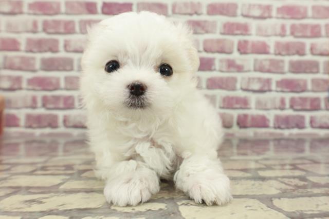 埼玉県のマルチーズ (Coo&RIKU所沢店/2024年2月4日生まれ/女の子/ホワイト)の子犬