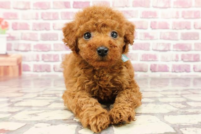 岡山県のトイプードル(トイ) (Coo&RIKU岡山店/2024年2月3日生まれ/男の子/レッド)の子犬