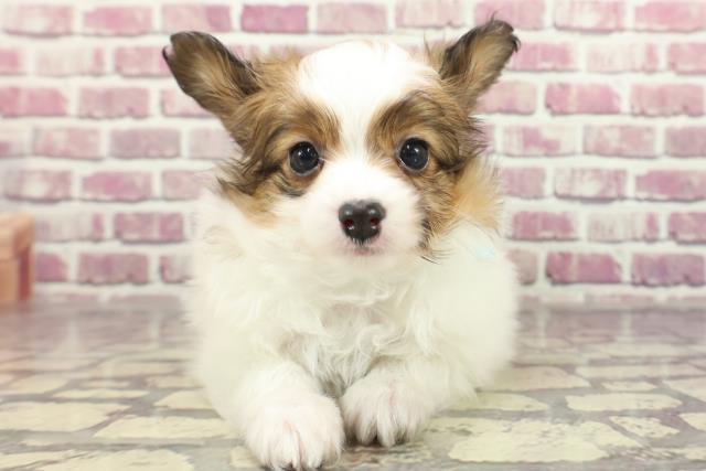 東京都のパピヨン (Coo&RIKU足立本店/2024年2月5日生まれ/男の子/ホワイトブラウン)の子犬