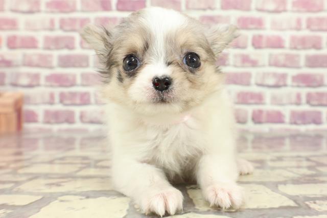 神奈川県のチワワ(ロング) (Coo&RIKU藤沢店/2024年2月3日生まれ/女の子/ブルーマールホワイト)の子犬