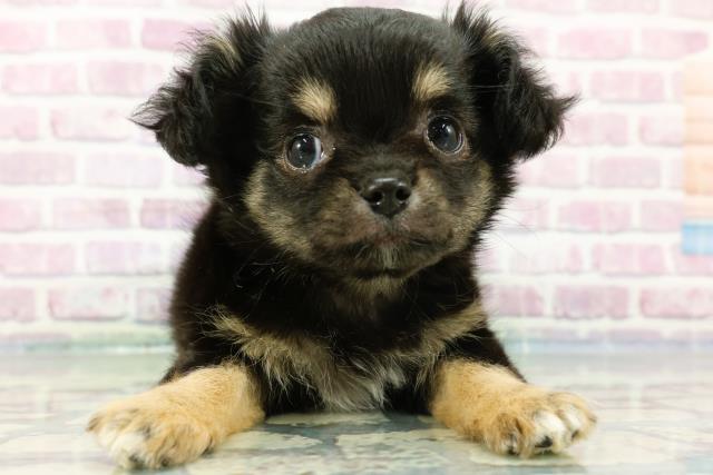 茨城県のチワワ(ロング) (Coo&RIKUコメリパワーつくば西店/2024年2月3日生まれ/男の子/ブラックタンホワイト)の子犬
