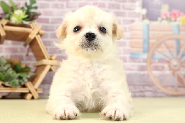 静岡県のハーフ犬 (Coo&RIKU静岡SBS通り店/2024年2月6日生まれ/女の子/クリーム)の子犬