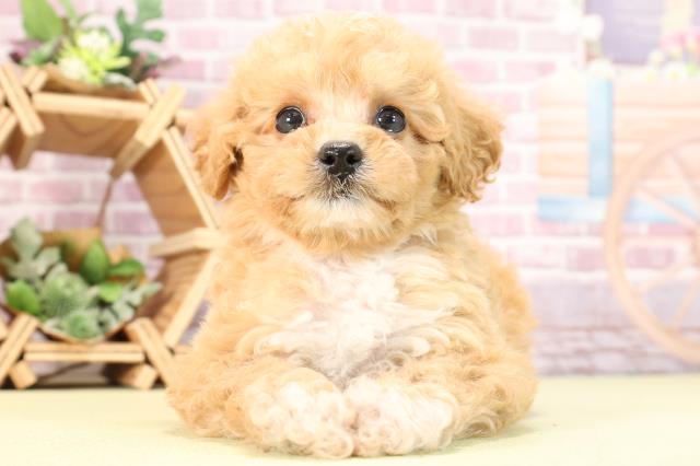 静岡県のビションプー(ビションフリーゼ×プードル) (Coo&RIKU沼津店/2024年2月4日生まれ/女の子/アプリコットホワイト)の子犬