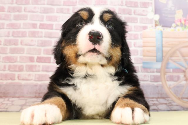 静岡県のバーニーズマウンテンドッグ (Coo&RIKU静岡SBS通り店/2024年2月6日生まれ/男の子/ブラックラストホワイト)の子犬