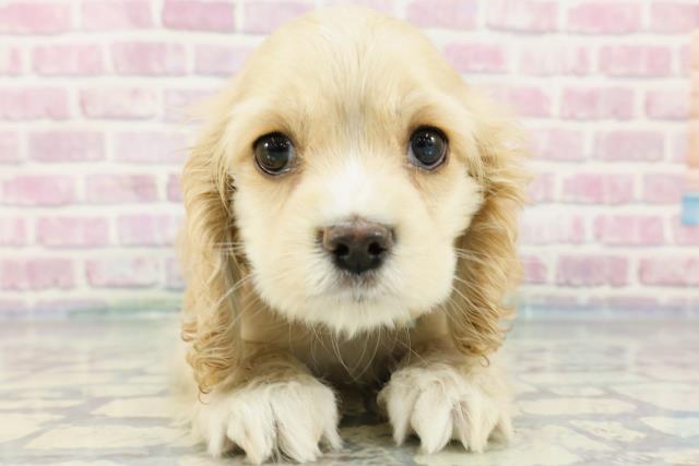 茨城県のアメリカンコッカースパニエル (Coo&RIKU日立店/2024年2月4日生まれ/男の子/バフ)の子犬