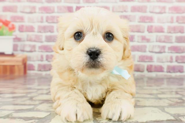 茨城県のペキプー(ペキニーズ×プードル) (Coo&RIKUコメリパワーつくば西店/2024年2月6日生まれ/男の子/アプリコット)の子犬