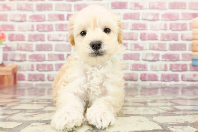 埼玉県のマルプー(マルチーズ×プードル) (Coo&RIKU所沢店/2024年2月5日生まれ/男の子/アプリコットホワイト)の子犬