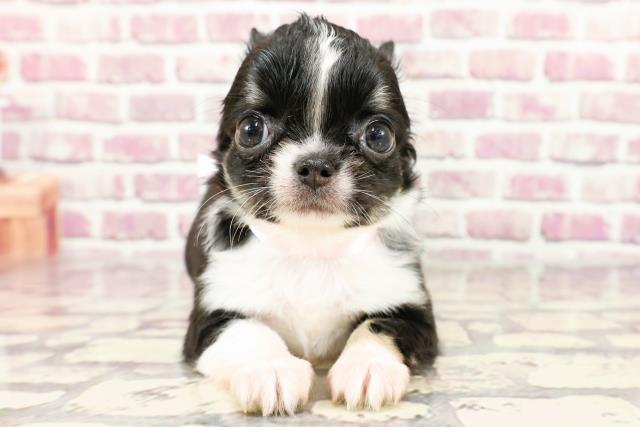 千葉県のチワワ(ロング) (Coo&RIKU東船橋店/2024年2月7日生まれ/女の子/ブラックタンホワイト)の子犬