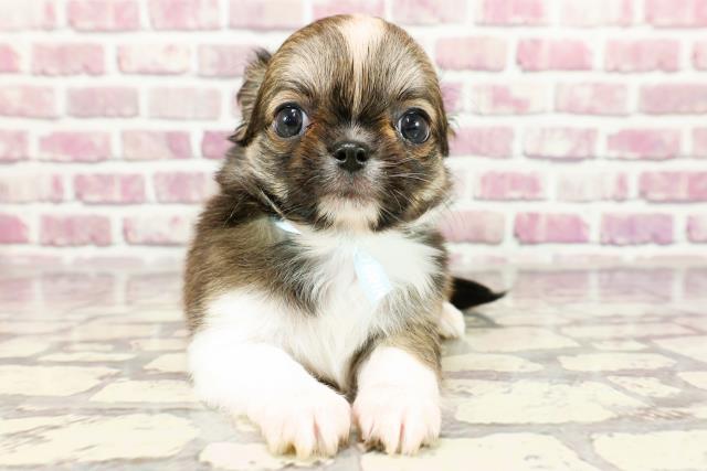 東京都のチワワ(ロング) (Coo&RIKU練馬店/2024年2月7日生まれ/男の子/レッドホワイト)の子犬