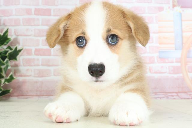 鹿児島県のウェルシュコーギーペンブローク (Coo&RIKU鹿屋店/2024年2月6日生まれ/女の子/セーブルホワイト)の子犬