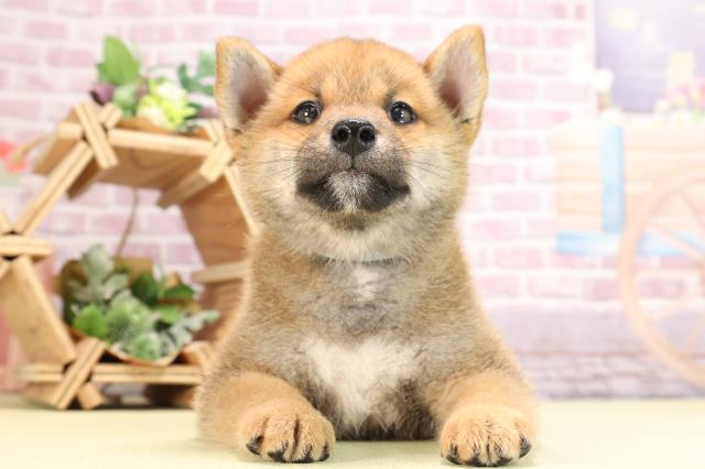 福岡県の柴犬(標準サイズ) (Coo&RIKU筑後店/2024年2月6日生まれ/男の子/赤)の子犬