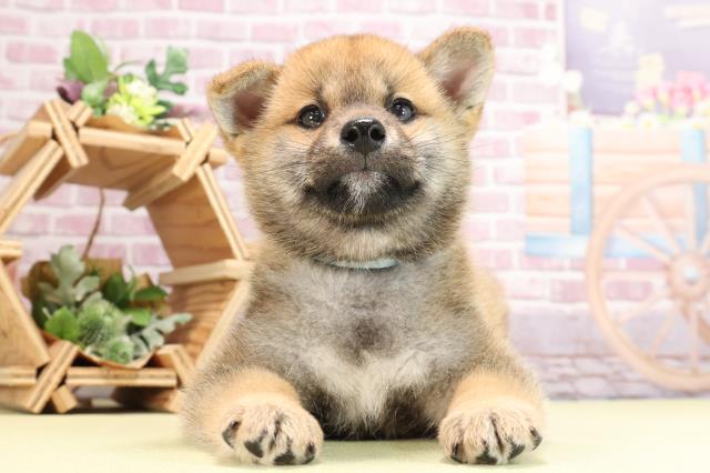 大分県の柴犬(標準サイズ) (Coo&RIKU大分店/2024年2月6日生まれ/男の子/赤)の子犬