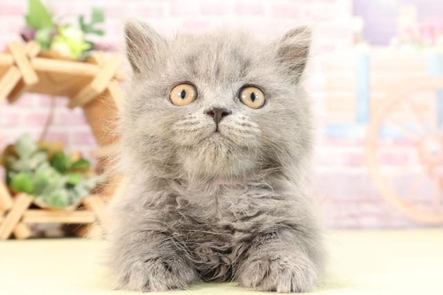栃木県のブリティッシュロングヘアー (Coo&RIKU宇都宮店/2024年2月6日生まれ/女の子/ブルー)の子猫