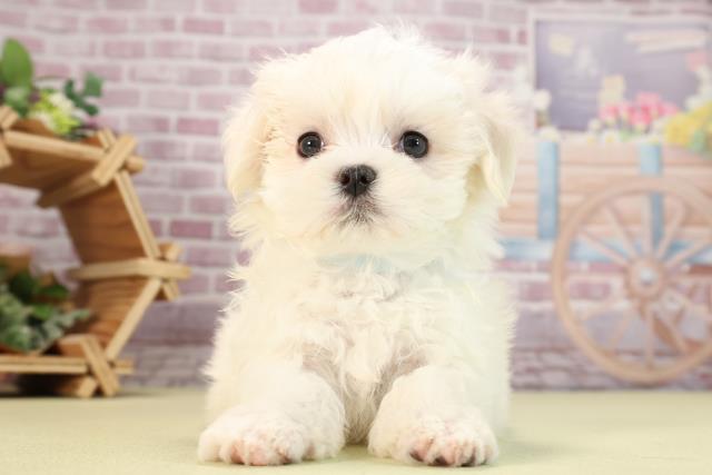 広島県のマルチーズ (Coo&RIKU福山店/2024年2月4日生まれ/男の子/ホワイト)の子犬