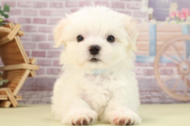 愛媛県のマルチーズ (Coo&RIKU大洲店/2024年2月4日生まれ/男の子/ホワイト)の子犬