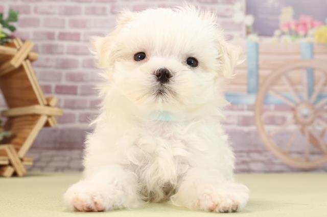 福岡県のマルチーズ (Coo&RIKU小倉店/2024年2月4日生まれ/男の子/ホワイト)の子犬