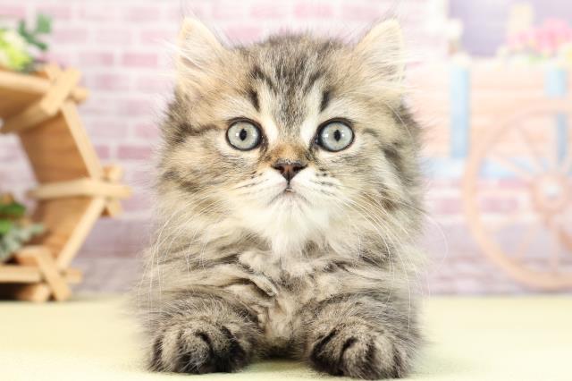 静岡県のスコティッシュフォールド (Coo&RIKU静岡SBS通り店/2024年2月4日生まれ/女の子/ブラウンタビー)の子猫