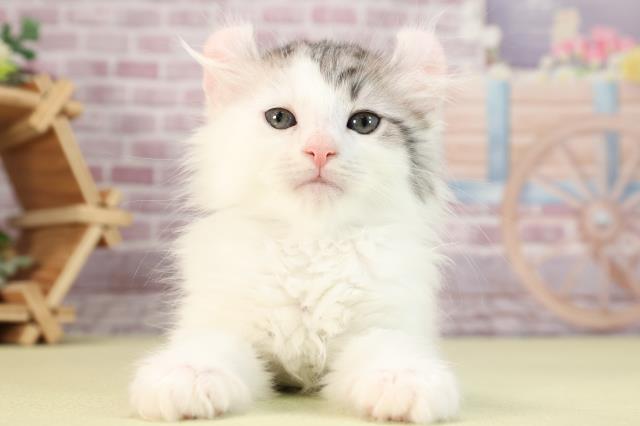 静岡県のアメリカンカール (Coo&RIKU静岡SBS通り店/2024年2月7日生まれ/男の子/シルバータビーホワイトバン)の子猫