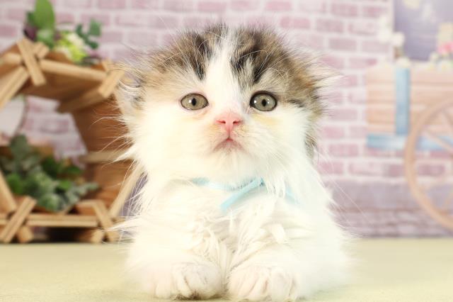 栃木県のスコティッシュフォールド (Coo&RIKU足利店/2024年2月7日生まれ/男の子/ブラウンタビーホワイト)の子猫