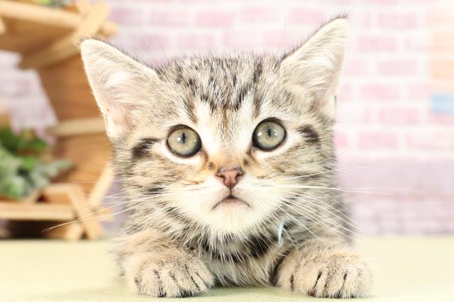 静岡県のアメリカンショートヘアー (Coo&RIKU掛川店/2024年2月6日生まれ/男の子/シルバータビー)の子猫