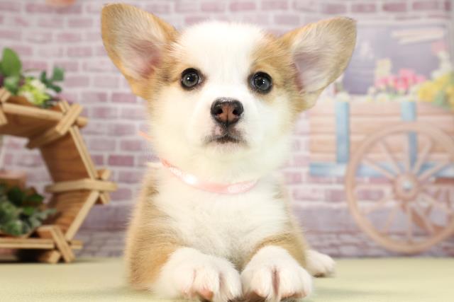 静岡県のウェルシュコーギーペンブローク (Coo&RIKU静岡SBS通り店/2024年2月6日生まれ/女の子/レッドホワイト)の子犬