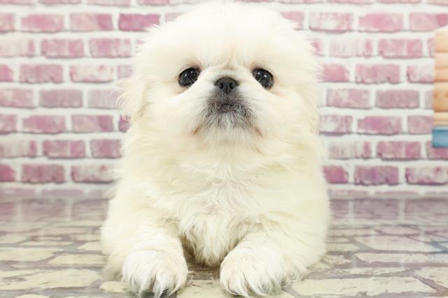 埼玉県のペキニーズ (Coo&RIKU草加バイパス店/2024年1月31日生まれ/男の子/ホワイト)の子犬