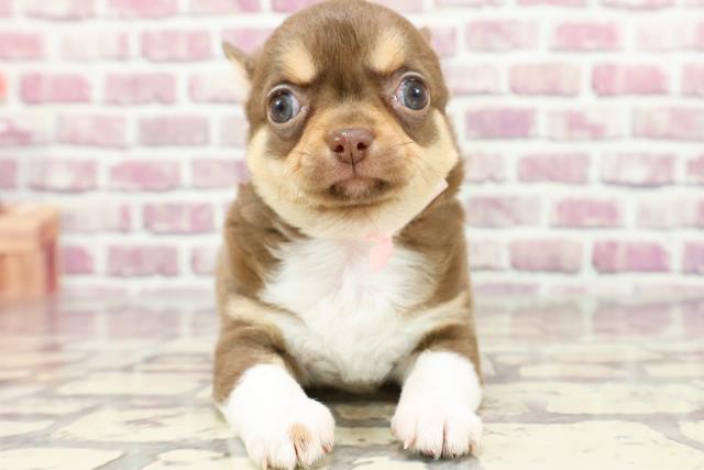 埼玉県のチワワ(スムース) (Coo&RIKU熊谷ニットーモール店/2024年2月8日生まれ/女の子/チョコレートタンホワイト)の子犬