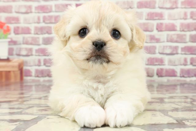 東京都のハーフ犬 (Coo&RIKU八王子西店/2024年2月8日生まれ/女の子/クリーム)の子犬