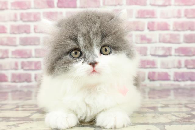 東京都のスコティッシュフォールド (Coo&RIKU八王子西店/2024年2月7日生まれ/女の子/ブルーホワイト)の子猫