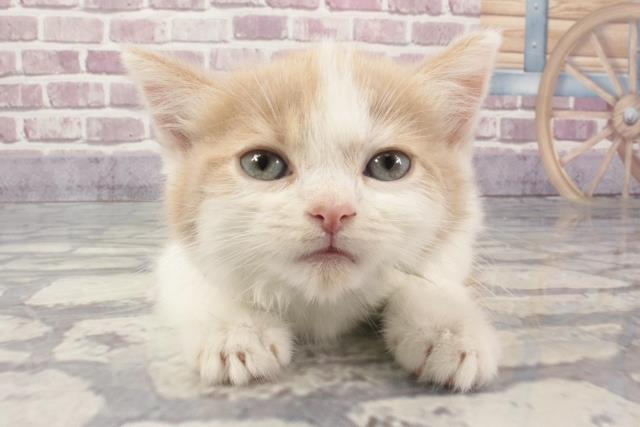 奈良県のスコティッシュフォールド (Coo&RIKU奈良新庄店/2024年2月5日生まれ/女の子/クリームタビーホワイト)の子猫
