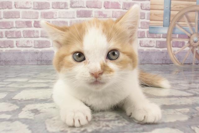 大阪府のスコティッシュフォールド (Coo&RIKU東大阪店/2024年2月5日生まれ/女の子/レッドタビーホワイト)の子猫