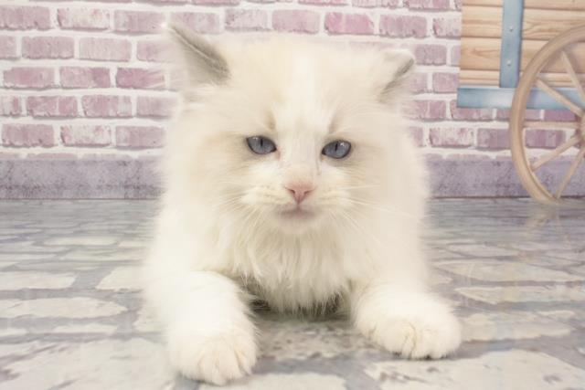 奈良県のラグドール (Coo&RIKU奈良新庄店/2024年2月7日生まれ/男の子/ブルーポイント)の子猫